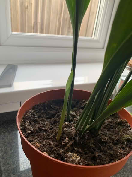 Photo of free House plants (North Tonbridge TN10) #2