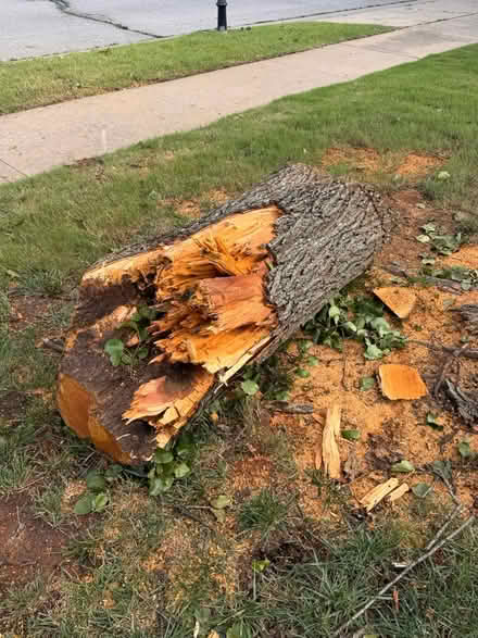 Photo of free potential firewood (New Bedford) #2