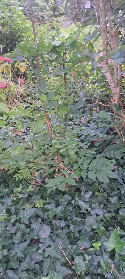 Photo of free Ash saplings (Benfield Valley BN41) #4