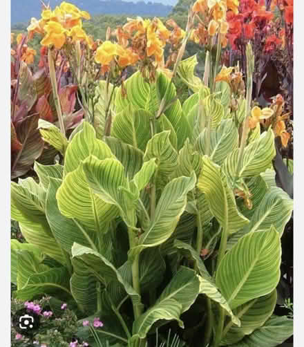 Photo of Large Canna /ginger lily or similar (Lewes - near the prison) #1