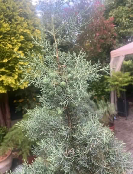 Photo of free Blue Cypress ex Topiary Tree (Newburgh WN8) #2