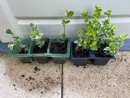 Photo of free Shrubs (Tyseley B11) #1