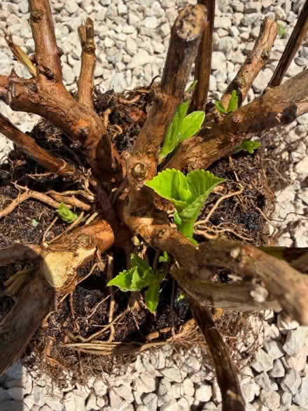 Photo of free Rosebush (Chelmsford CM1) #1