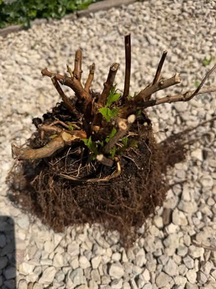 Photo of free Rosebush (Chelmsford CM1) #3