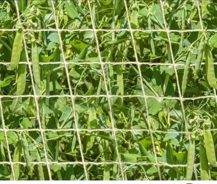 Photo of Plant netting (Dunkerton BA2) #1