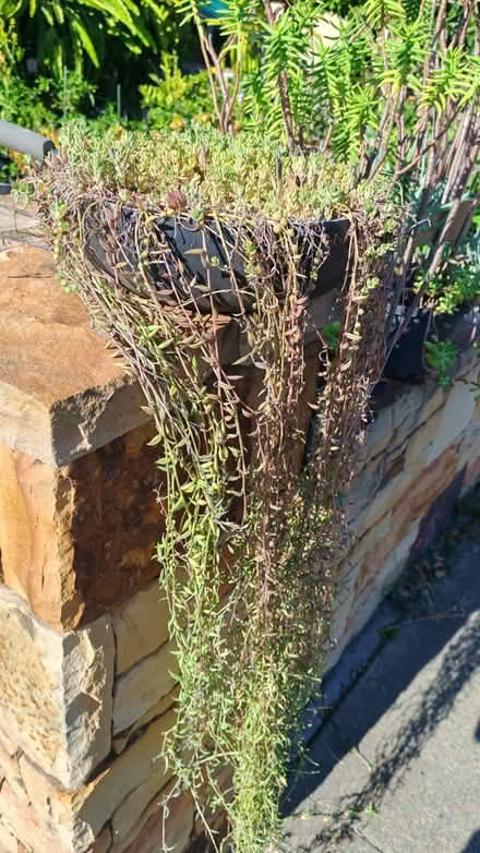 Photo of free succulents (Sunnyvale) #4