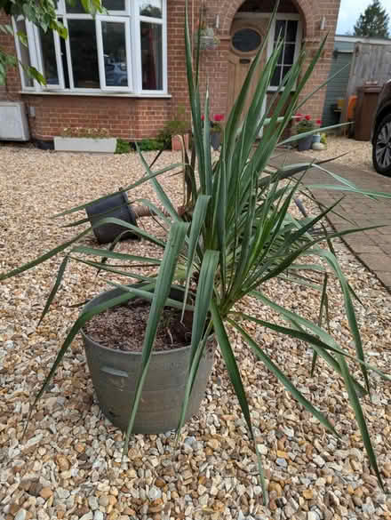 Photo of free Two spiky architectural plants (Hitchin, SG5) #3