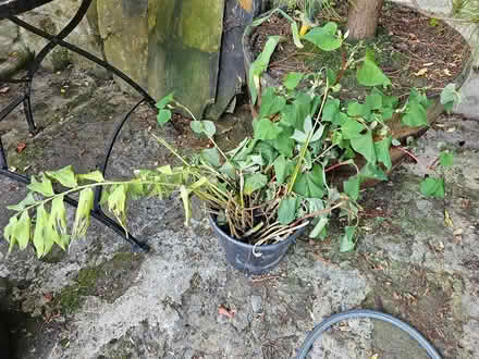 Photo of free Chameleon plant roots (fush mint) (Huddersfield HD2, UK) #1