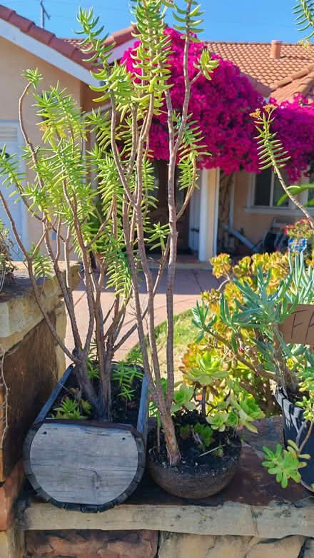 Photo of free succulents (Sunnyvale) #3