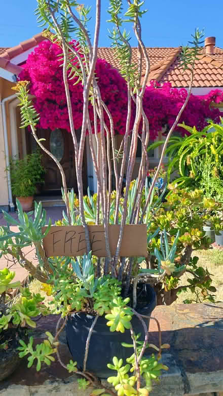 Photo of free succulents (Sunnyvale) #2