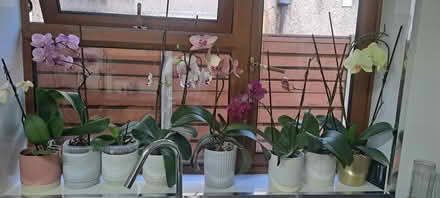 Photo of free orchid (Ilford) #1