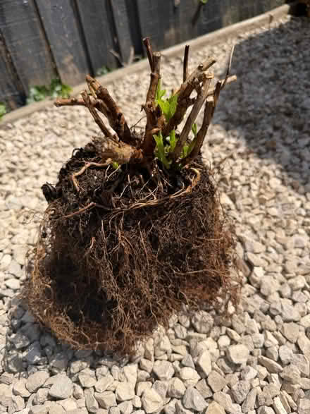 Photo of free Rosebush (Chelmsford CM1) #2