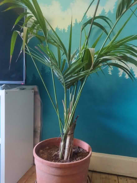 Photo of free 4 foot palm (Maryhill, Glasgow G20) #2