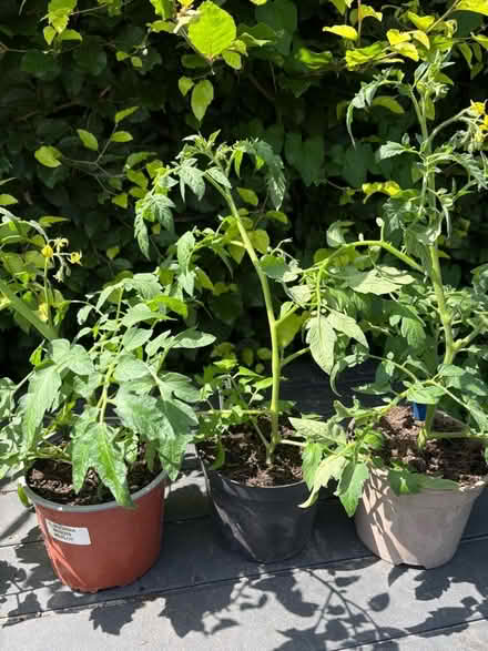 Photo of free 3x 40cm tall Tigerella tomato plants (Northchurch HP4) #1