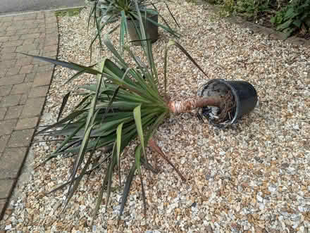 Photo of free Two spiky architectural plants (Hitchin, SG5) #1