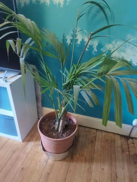 Photo of free 4 foot palm (Maryhill, Glasgow G20) #1
