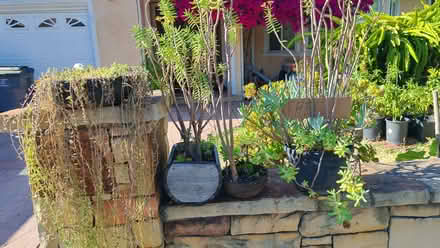 Photo of free succulents (Sunnyvale) #1