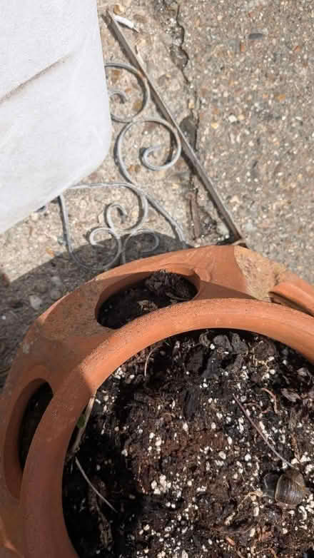 Photo of free Strawberry planter (Springfield CM1) #2
