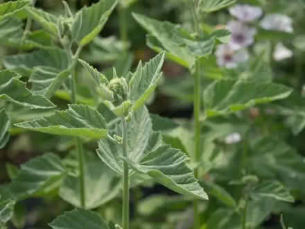 Photo of free Perennial Marshmallow seedlings (Orgreave S13) #2