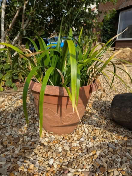 Photo of free Native yellow iris plant (Hitchin, SG5) #1