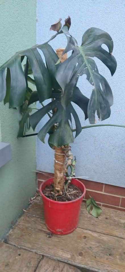 Photo of free Cheese Plant (BS7) #1