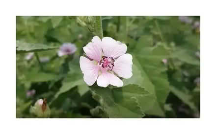 Photo of free Perennial Marshmallow seedlings (Orgreave S13) #1