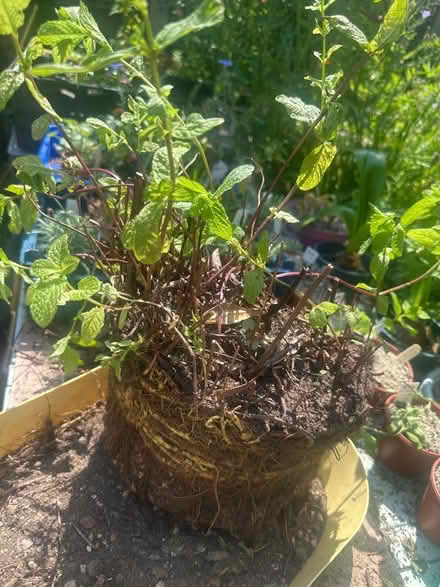 Photo of free Moroccan mint (Heysham LA3) #1