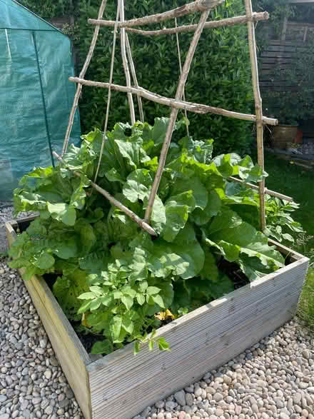 Photo of free Rhubarb (Kents Bank LA11) #1