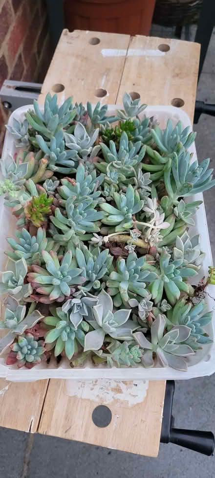 Photo of free Succulent cuttings (Mill Green AL7) #1