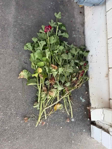 Photo of free Red flower geranium cuttings (Near De Anza College) #1