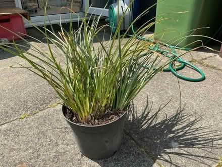 Photo of free Garden plants (Little Lever BL3) #2