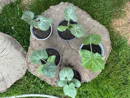 Photo of free Mystery Courgette? (Grafton SY4) #1