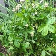 Photo of Astrantia plant (Penrith CA11) #1