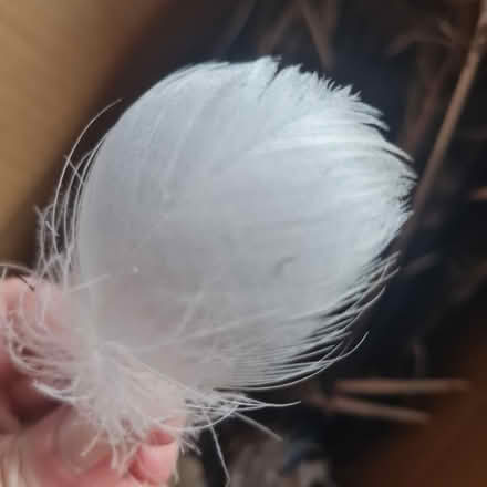 Photo of free Feathers (Morda SY10) #3