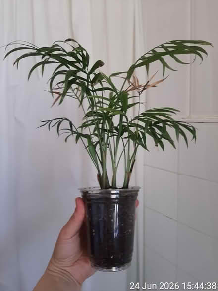 Photo of free Parlour palm for rescue (Edgwarebury Lane) #1