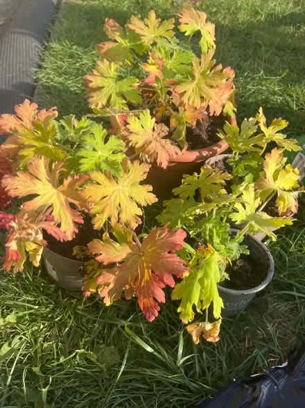 Photo of free Geranium plants (Garston L19) #2