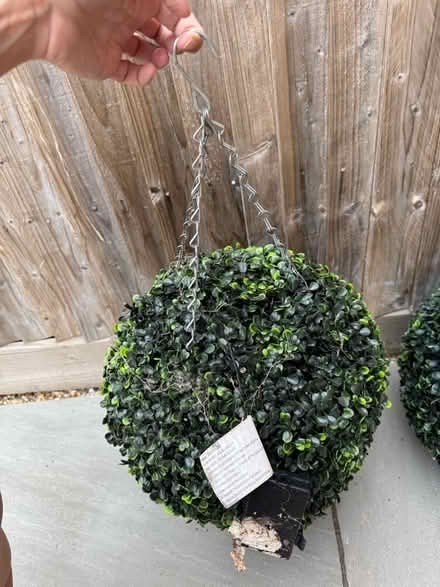 Photo of free Topiary Balls (Reading West RG1) #2