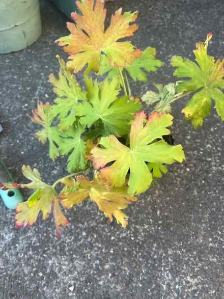 Photo of free Geranium plants (Garston L19) #1