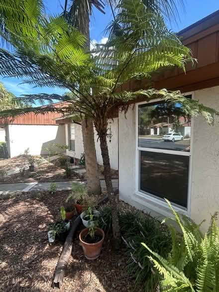 Photo of free Tree Fern (Palm Harbor) #1