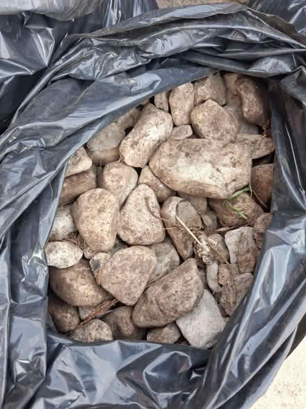 Photo of free Garden Stones (Earlsfield SW17) #3