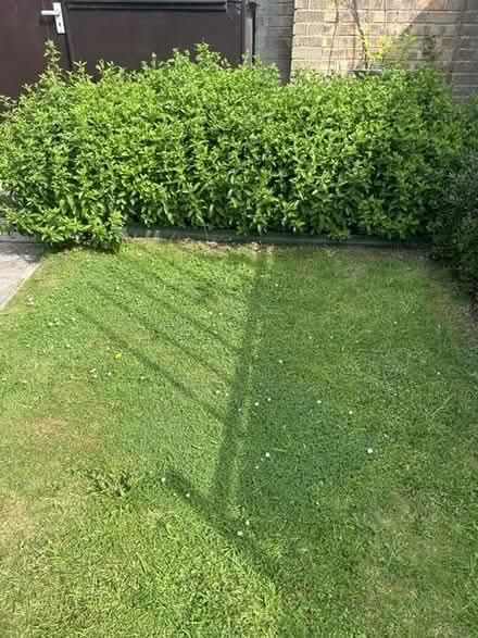 Photo of free Fresh Mint (Littleover, Derby) #2