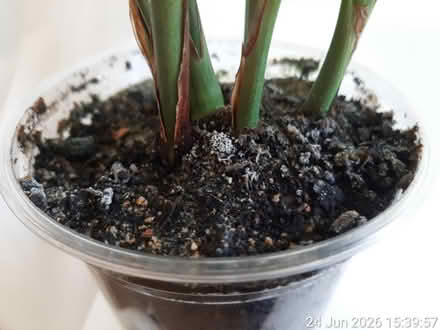 Photo of free Parlour palm for rescue (Edgwarebury Lane) #2
