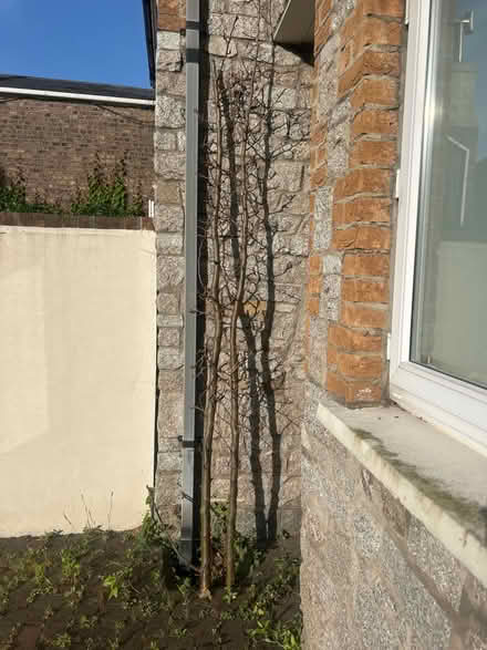 Photo of free Large branches (Harold’s cross Dublin) #1