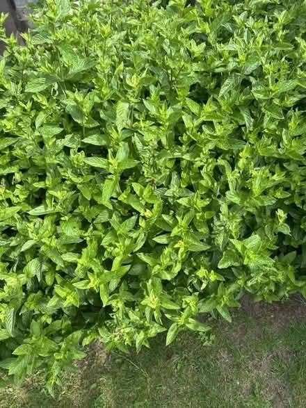 Photo of free Fresh Mint (Littleover, Derby) #1