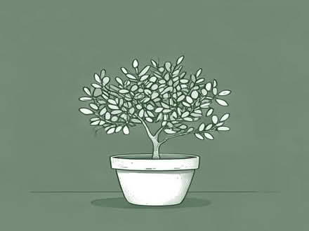 Photo of Bay Tree in Pot (Pin Green SG1) #1