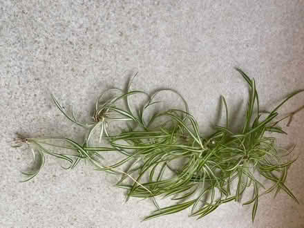 Photo of free Lots of Spider plants (Canford Cliffs BH13) #1