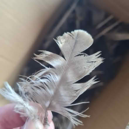 Photo of free Feathers (Morda SY10) #1