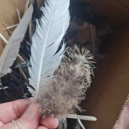 Photo of free Feathers (Morda SY10) #4