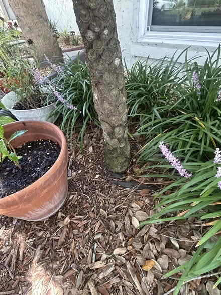 Photo of free Tree Fern (Palm Harbor) #2