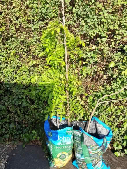Photo of free Wisteria (about 4.5 feet tall) (Barnard's Green WR14) #1
